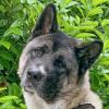 KENDO -  männlich  3 Jahre  69 cm  36 kg  American Akita  Gechipt  Kastriert