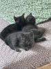 BKH Kätzchen Kitten Katze