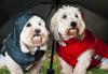 Eröffnungsgutschein Tiermaßschneiderei – Tierklamotten,  Tierkleidung,  Hundekleid