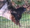 Deutscher Schäferhund Rüde mit Pap.,  6 Monate alt