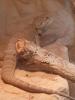 Bartagame,  männlich,  3 Jahre alt