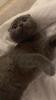 Zwei Scottish Fold Shorthair Katzen 
