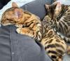 Reinrassige Bengal Kitten mit stammbaum zur verkaufen ab dem 06.09.2024