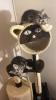 Bkh kitten Silver Classic tabby 