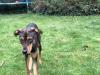 Mischlingshündin Dobermann sucht neues Zuhause 