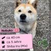 Nobuko (w),  Shiba Inu Mix,  5 Jahre,  40cm,  Slowakei