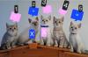 Zuckersüße BKh Kitten reinrassig ? abgabebereit