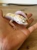 2 Leopardgeckos weiblich (dringend)