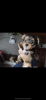 Welpe yorkshire Rüde/  Mänchen   sucht nette Familie / /  männchen  / /  Kleiner Hund