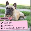 Noemie - total freundlich und sozial,  freiatmend