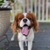 Cavalier King Charles Welpen