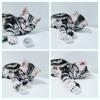 BKH Britisch Kurzhaar Kitten silber tabby Whiskas mit Stammbaum