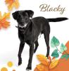 Blacky ist ein sehr braver,  freundlicher und hübscher Hundebub
