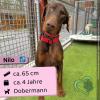 Nilo (M),  4 Jahre,  65 cm,  Slowakei