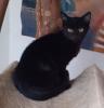 Nero– sucht dringend ein Zuhause! (aus dem Tierschutz /  gechipt,  geimpft,  kastri