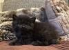 Süße verschmuste Britisch Kurzhaar,  Britisch Langhaar und mix Kitten Katzenbabys