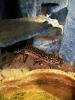 5 Leoparden Geckos (Weibchen) mit Terrarium