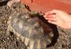 2- und 3-jährige Landschildkrötenbabies Testudo Marginata,  Breitrandschildkröten