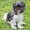 SIR BOBBY -  männlich  5 Jahre  30 cm  6.7 kg  Shih Tzu  Gechipt  Kastriert
