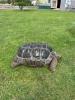 Aldabra Riesenschildkröten