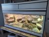 180x80x80 Kunstoffterrarium inkl. Bewohner