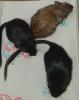 3er Gruppe Gerbils/ Rennmäuse Mädels