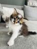 Sibirische Katzen Babys suchen ein Zuhause