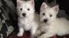 1 A Westie Welpen