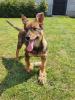 die kleine Foxy sucht ein tolles Zuhause
