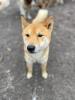 Ichigo - lieb,  schüchtern - Shiba Inu Mix