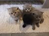 Bkh/ scottish fold kitten