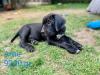 Romaner Antikdoggen Welpen 