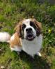Barnabas - freundlich,  sozial mit Handicap - Bernhardiner Mix
