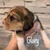 Beaglewelpen tricolor