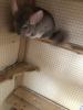 2 Chinchilla Pärchen