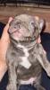 Französische Bulldogge