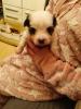 Malteser Mischling Welpen