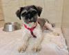Dembe - lieb,  aktiv,  verträglich - Shih-Tzu-Mischling