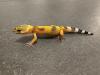 Biete Leopardgecko Nachzuchten 2023 und 2022 (Eublepharis macularius) bei Hambur