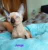 Canadische,  Kanadische Sphynx Kitten mit Stammbaum