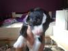 husky welpen suchen bald neues zuhause