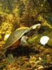 emydura subglobosa,  Rotbauch-Spitzkopfschildkröten,  Wasserschildkröten