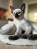 Kitten Katzen Baby Babies Seal Point Thai Siam