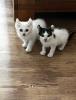 BKH/ Perser-Mix Kitten
