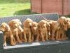 Magyar Vizsla Welpen,  reinrassig