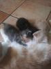 Mix-Kitten,  BKH+Norwegische Waldkatze,  Babykatzen,  Glückskätzchen