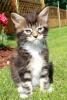 Reinrassige,  Typvolle Maine Coon Kitten suchen neue Spielkameraden