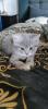 BKH  Kitten reinrassig Lilac U. Blue tabby Ticket
