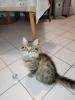 Main coon Mischlinge 4×