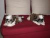 Zwei schöne und gesunde Shih Tzu Welpen verfügbar